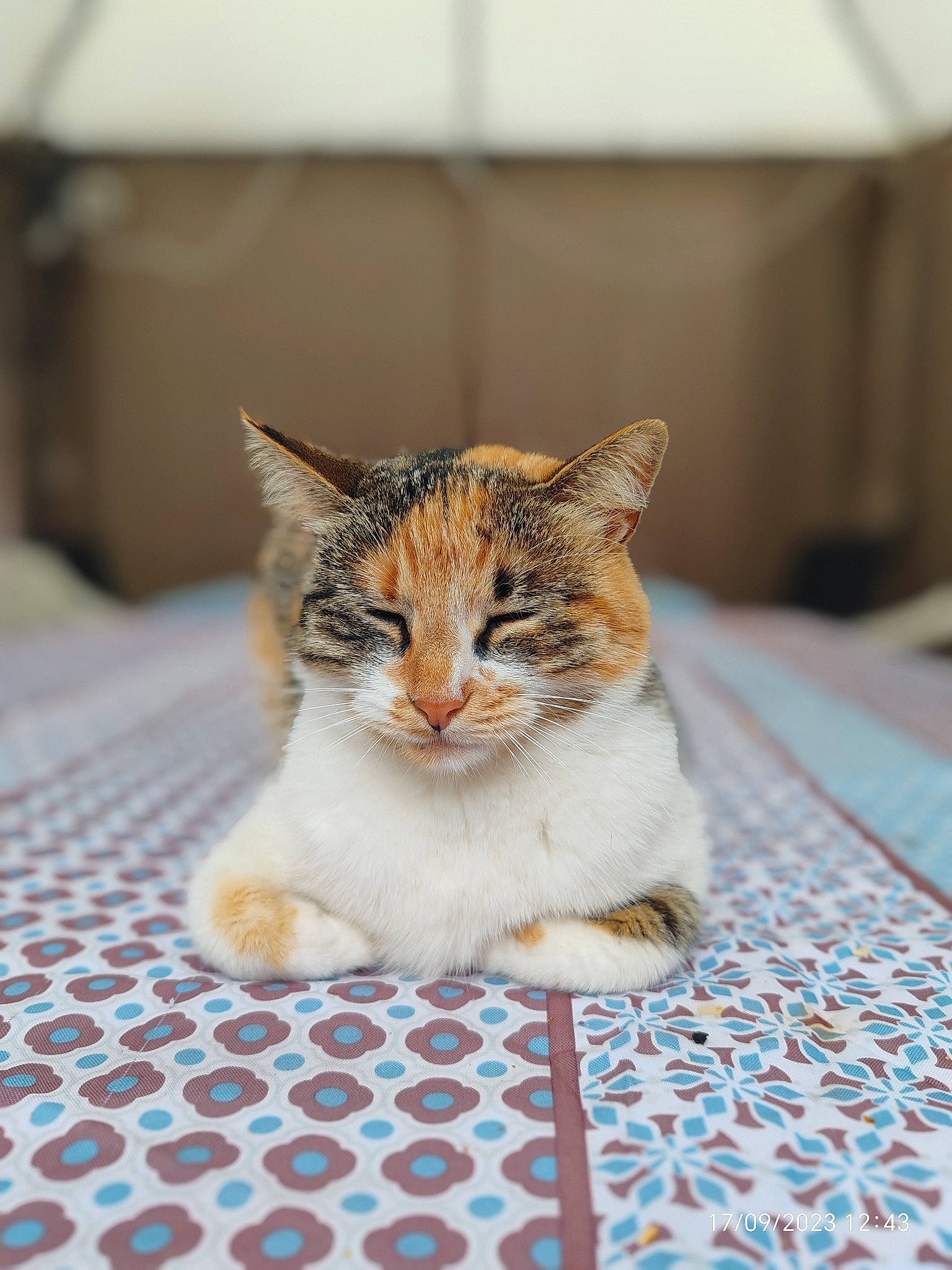 Sunny participe au concours pour gagner de l'argent avec cette photo : carnivore, cat, domestic_short_haired_cat, felidae, flooring, fur, sitting, small_to_medium_sized_cats, snout, tail, terrestrial_animal, whiskers, wildlife, wood