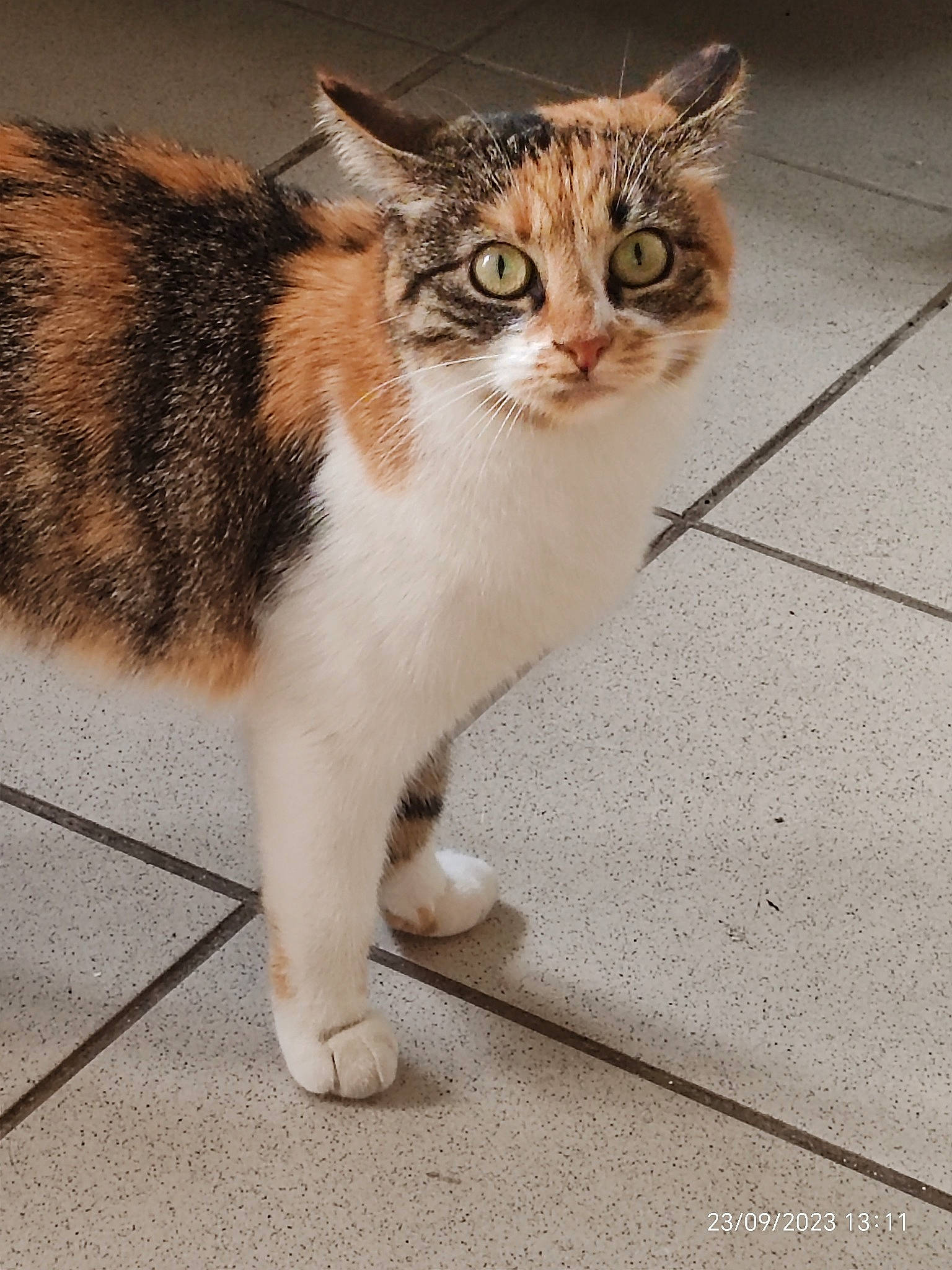 Sunny participe au concours pour gagner de l'argent avec cette photo : carnivore, cat, claw, domestic_short_haired_cat, fawn, felidae, flooring, foot, fur, human_leg, paw, road_surface, sitting, small_to_medium_sized_cats, snout, tail, terrestrial_animal, whiskers, window, wood