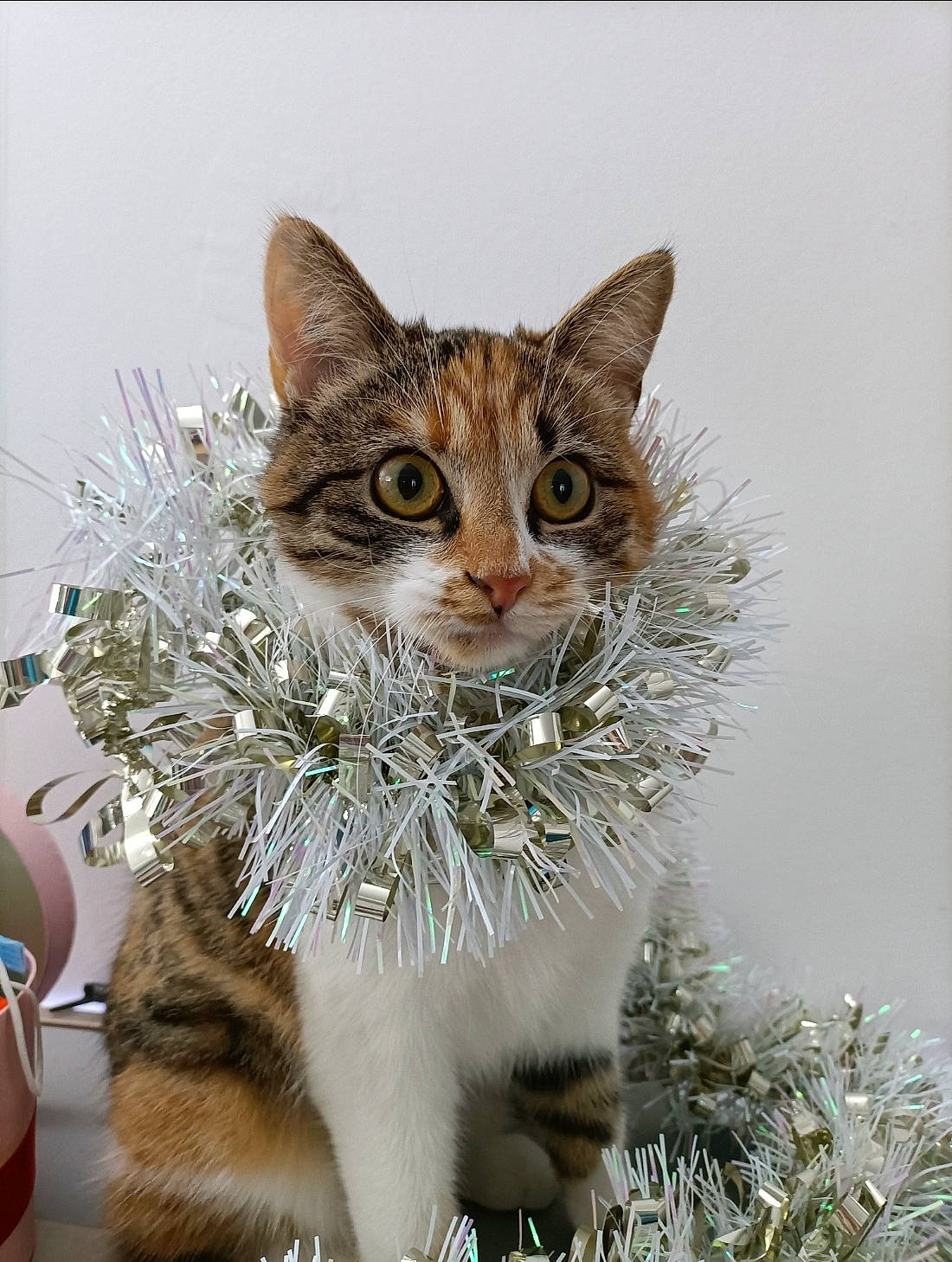 Sunny a rejoint le concours — aidez-le/la à gagner de superbes lots ! art, carnivore, cat, claw, conifer, domestic_short_haired_cat, fawn, felidae, fur, grass, paw, plant, small_to_medium_sized_cats, snout, tail, terrestrial_animal, twig, whiskers, wildlife, window