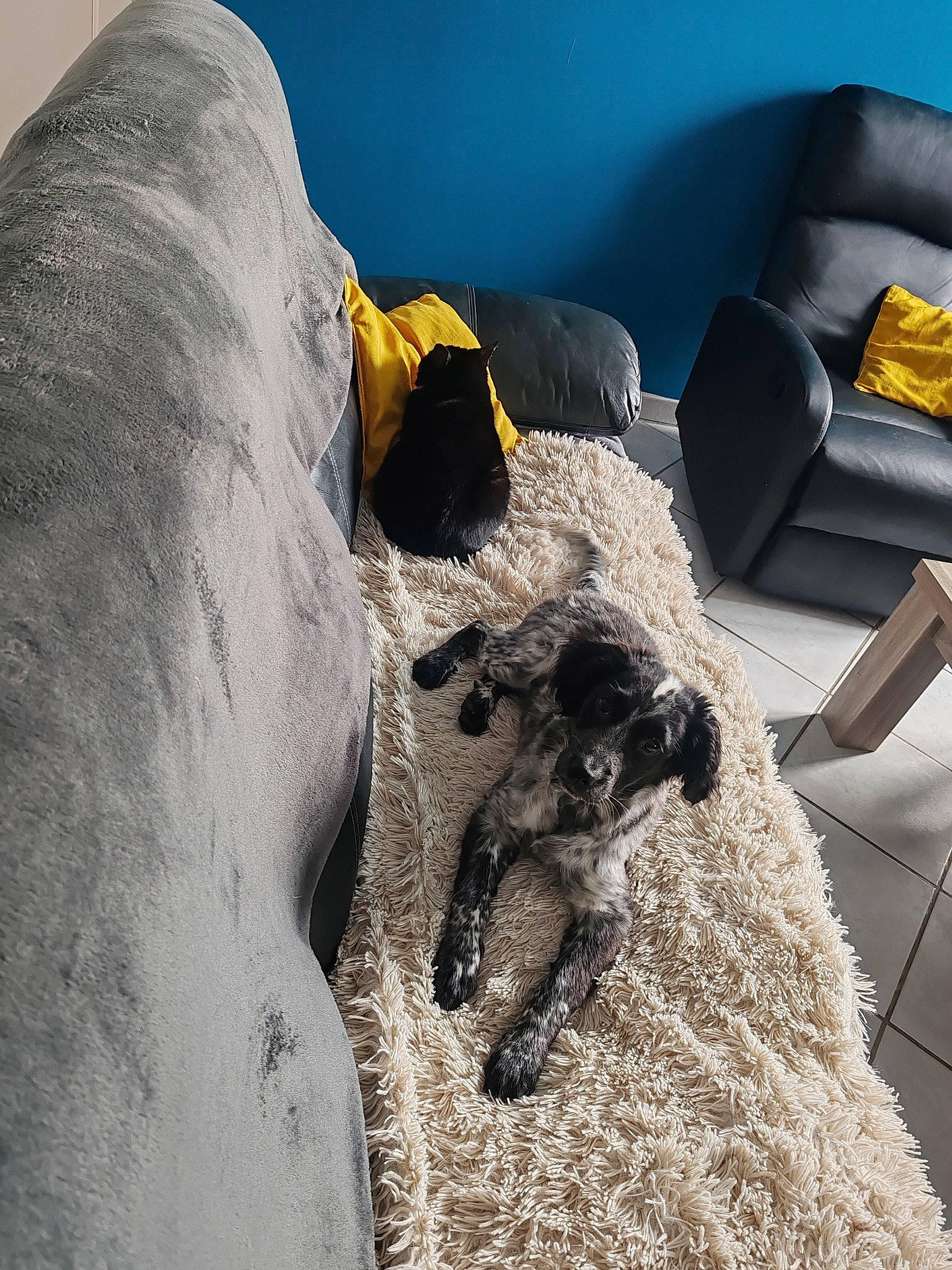 Véga a rejoint le concours — aidez-le/la à gagner de superbes lots ! automotive_tire, canidae, carnivore, chair, comfort, companion_dog, couch, dog, dog_breed, flooring, fur, grey, rock, sculpture, sitting, snout, sporting_group, statue, vehicle_door, working_animal