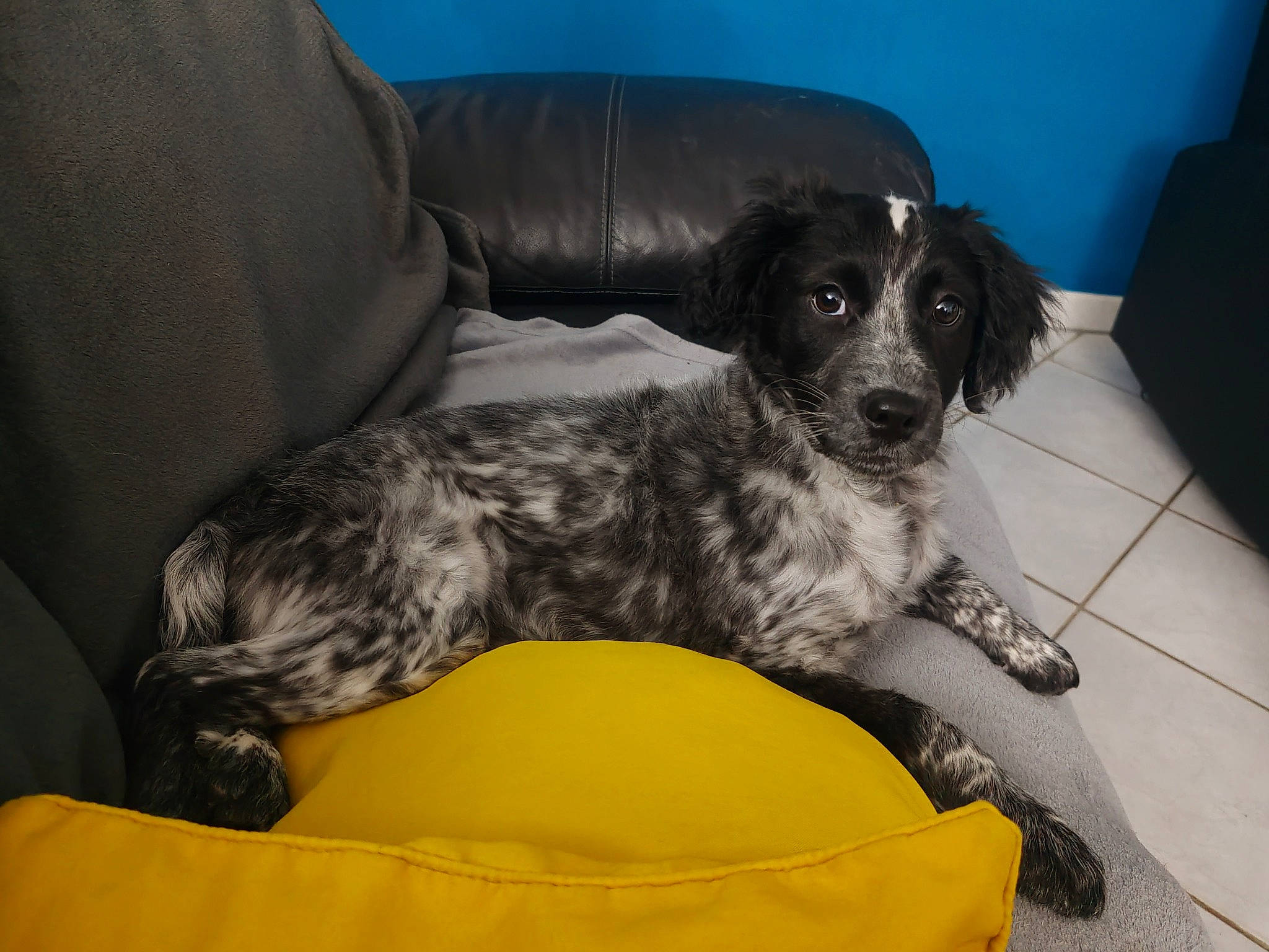 Véga a rejoint le concours — aidez-le/la à gagner de superbes lots ! canidae, carnivore, comfort, companion_dog, couch, dog, dog_breed, dog_supply, fur, koolie, sporting_group, terrestrial_animal, texas_heeler, working_animal