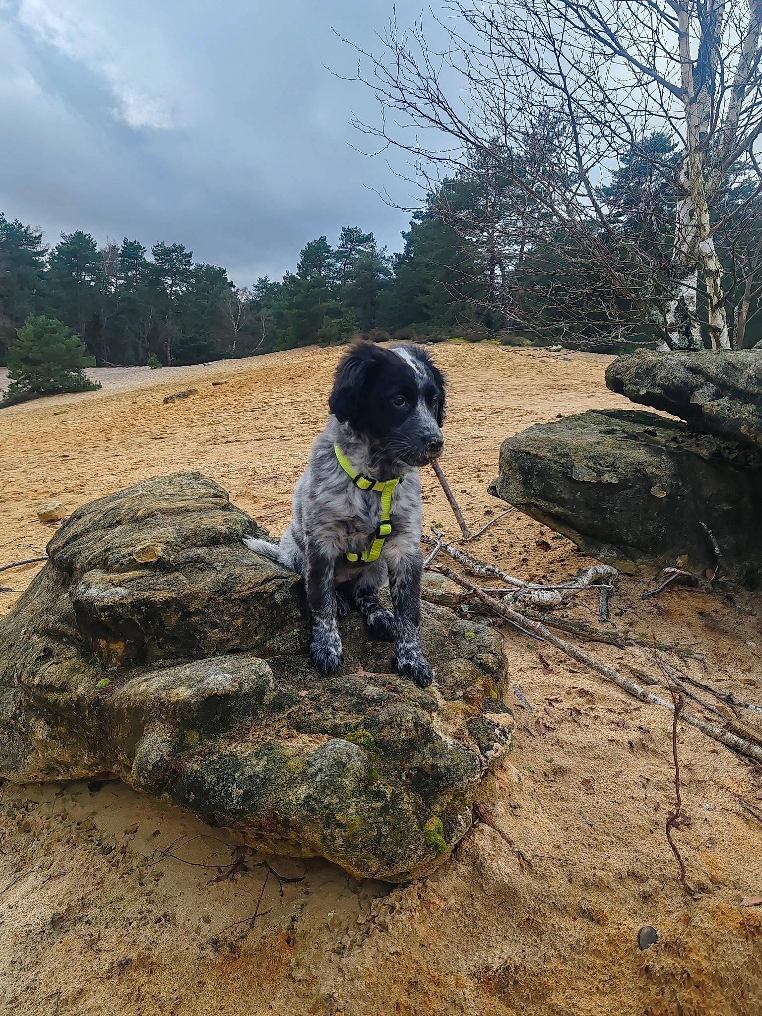 Véga a rejoint le concours — aidez-le/la à gagner de superbes lots ! adventure, bedrock, canidae, carnivore, cloud, dalmatian, dog, dog_breed, grass, hill, landscape, plant, pointing_breed, recreation, rock, sky, soil, sporting_group, tree, walking