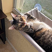 Melody joined the competition — help win amazing prizes! cat, tabby, window, hammock, indoor, pet, relaxed, feline, sunlight, curious, animal, paw, resting, home, screen, eye, fur, whisker, cozy, comfort