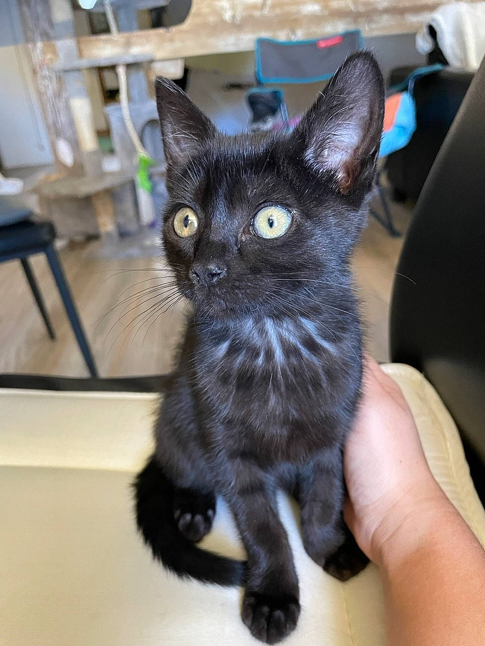 Yoko a rejoint le concours — aidez-le/la à gagner de superbes lots ! black_cat, bombay, carnivore, cat, cat_furniture, claw, domestic_short_haired_cat, felidae, fur, head, paw, small_to_medium_sized_cats, snout, tail, terrestrial_animal, whiskers