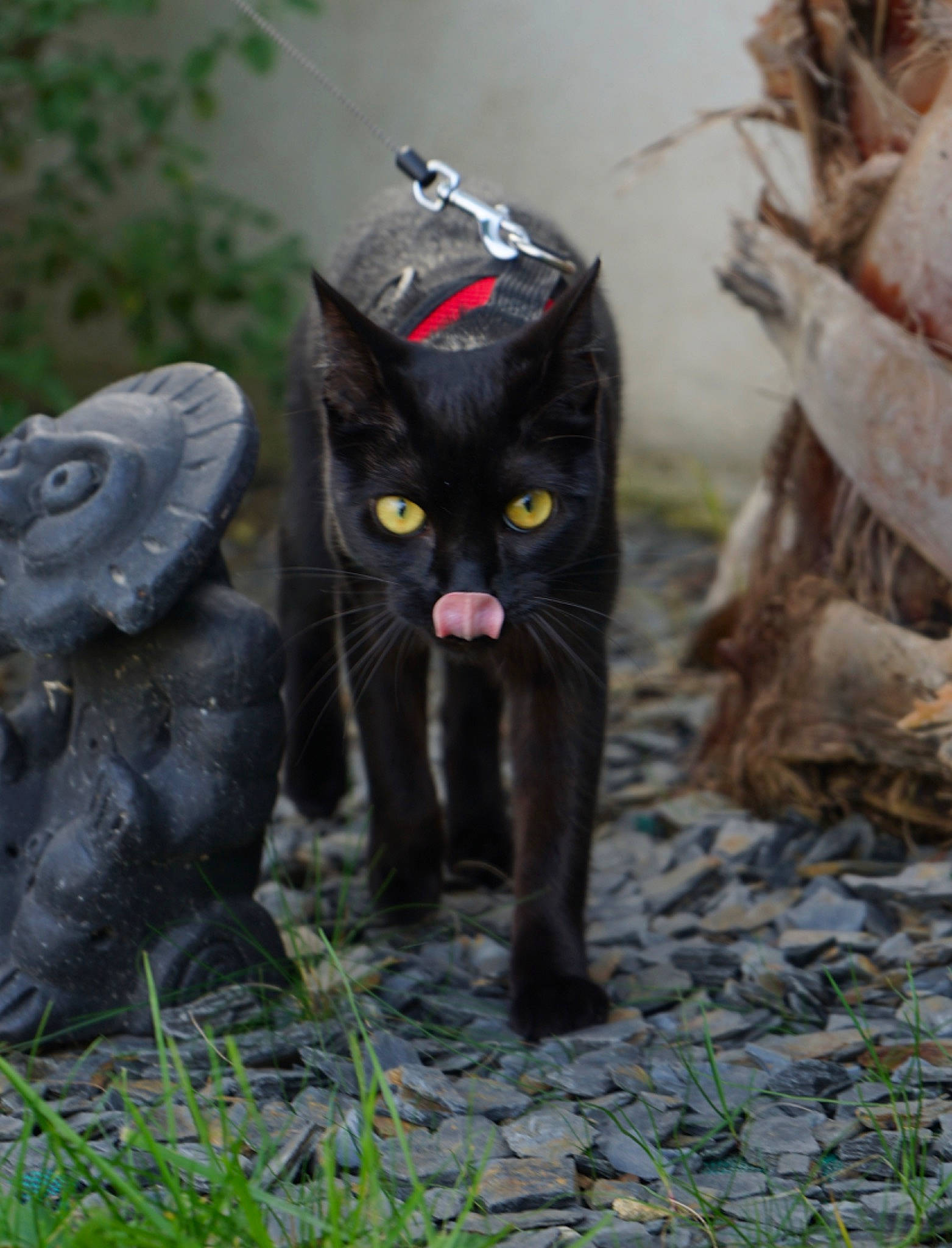 Yoko a rejoint le concours — aidez-le/la à gagner de superbes lots ! black_cat, bombay, canidae, carnivore, cat, domestic_short_haired_cat, felidae, fur, garden, grass, lawn_ornament, photo_caption, plant, shrub, small_to_medium_sized_cats, snout, tail, terrestrial_animal, whiskers, wildlife
