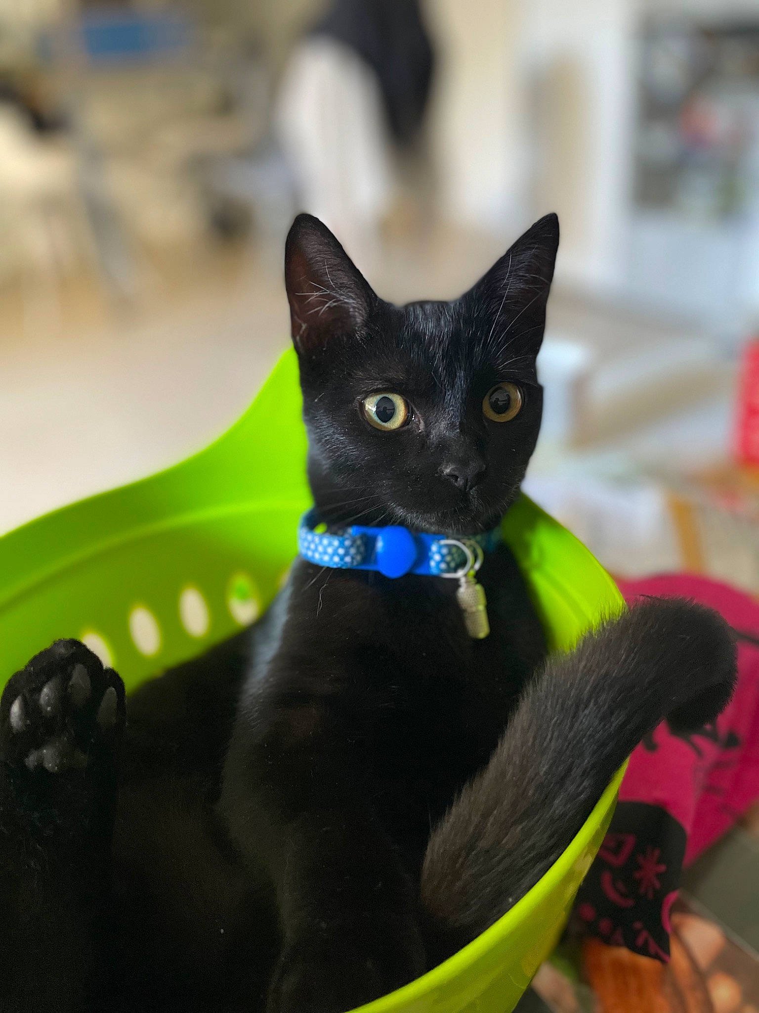 Yoko participe au concours pour gagner de l'argent avec cette photo : bombay, carnivore, cat, cat_supply, domestic_short_haired_cat, electric_blue, felidae, pet_supply, small_to_medium_sized_cats, whiskers