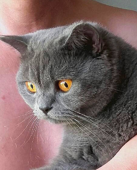 Helliott a rejoint le concours — aidez-le/la à gagner de superbes lots ! carnivore, cat, chartreux, domestic_short_haired_cat, eye, felidae, fur, grey, small_to_medium_sized_cats, snout, terrestrial_animal, whiskers, window