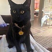 Pickles is registered to the contest to win money with this photo: alert, animal, black_cat, cage, cat, cozy, curious, cute, domestic, eyes, feline, fluffy_blanket, furniture, gold_chain, indoor, living_room, paw_pendant, pet, sitting, wooden_floor