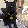 black_cat, cat, pet, indoor, fluffy_blanket, gold_chain, paw_pendant, animal, feline, eyes, sitting, cozy, living_room, wooden_floor, cage, furniture, curious, domestic, cute, alert