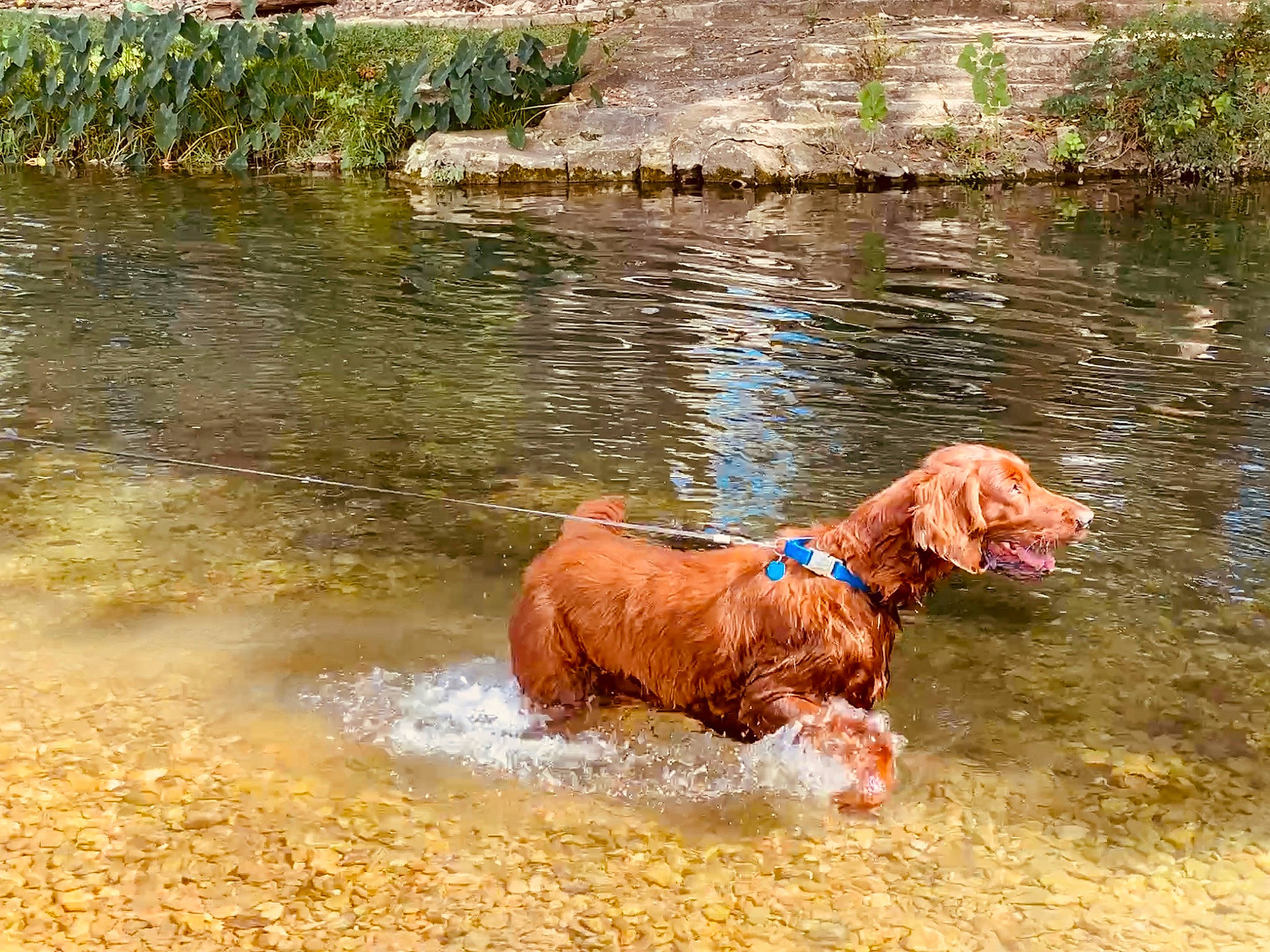Sparky joined the competition — help win amazing prizes! carnivore, dog, dog_breed, fawn, fluvial_landforms_of_streams, grass, gun_dog, lake, landscape, liver, natural_landscape, plant, retriever, sporting_group, stream, tail, water, water_resources, watercourse, working_animal