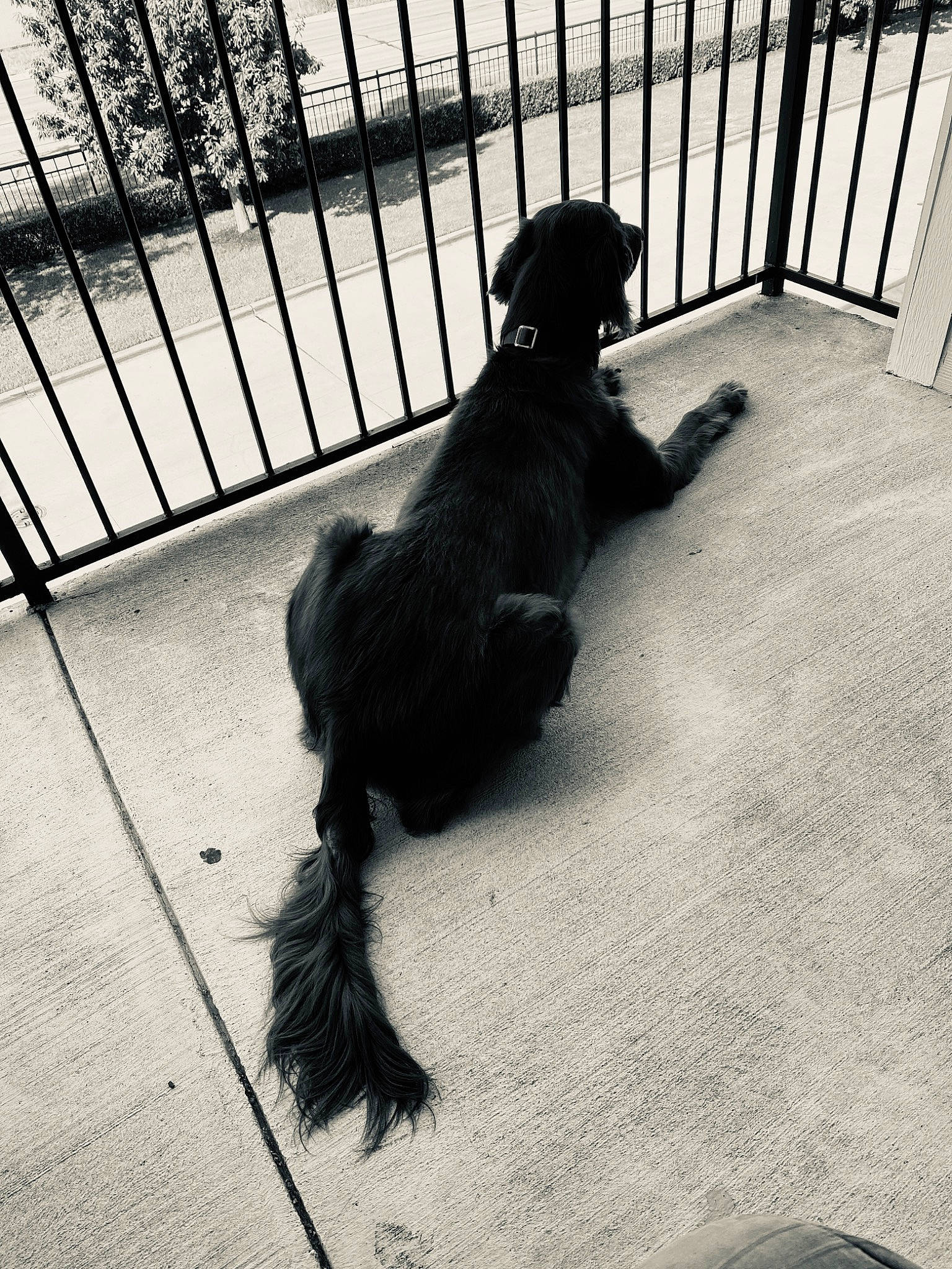Sparky joined the competition — help win amazing prizes! canidae, carnivore, companion_dog, dog, dog_breed, dog_collar, fence, floor, flooring, fur, gun_dog, monochrome, monochrome_photography, shadow, sitting, snout, sporting_group, tail, tints_and_shades, working_animal