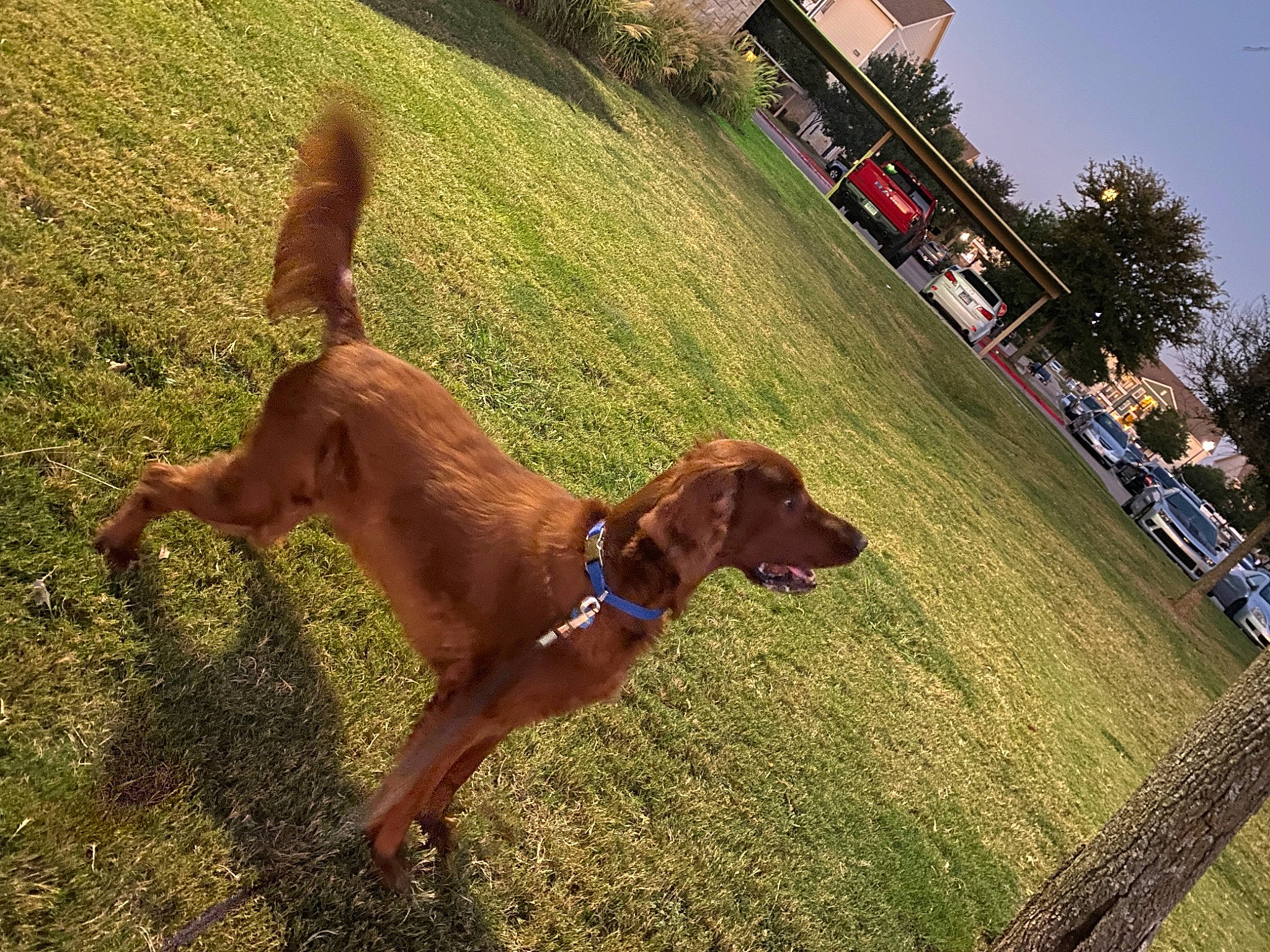 Sparky joined the competition — help win amazing prizes! canidae, carnivore, collar, companion_dog, dog, dog_breed, dog_collar, fawn, grass, gun_dog, hound, liver, pet_supply, plant, scent_hound, sky, sporting_group, tail, tree, working_animal