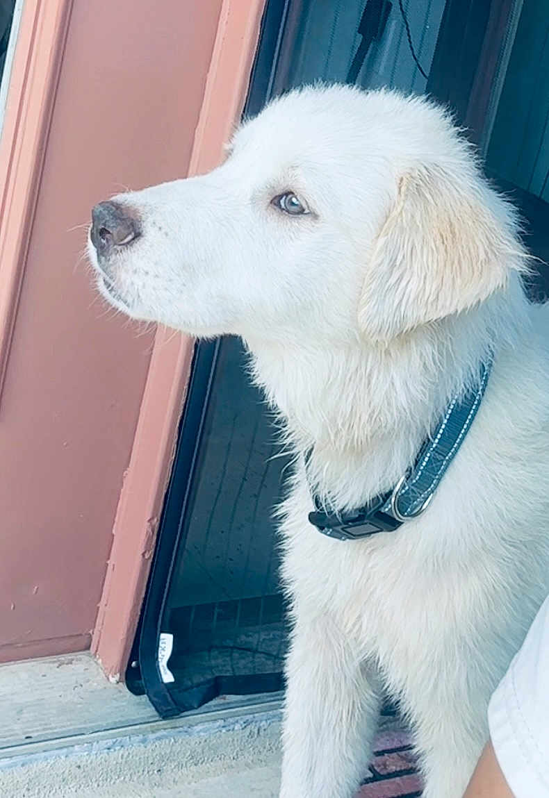 Aspen