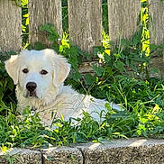 Aspen joined the competition — help win amazing prizes! animal, canine, curious, daylight, dog, fence, fur, grass, greenery, laying_down, leafy_plants, nature, outdoor, pet, puppy, relaxing, summer, sunlight, white_dog, wooden_fence