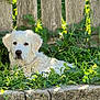 animal, canine, curious, daylight, dog, fence, fur, grass, greenery, laying_down, leafy_plants, nature, outdoor, pet, puppy, relaxing, summer, sunlight, white_dog, wooden_fence