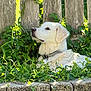 Aspen is registered to the contest to win money with this photo: animal, canine, collar, daylight, dog, fence, garden, grass, greenery, nature, outdoor, peaceful, pet, plants, portrait, relaxing, side_view, summer, sunlight, white_dog