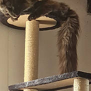 Boo a rejoint le concours — aidez-le/la à gagner de superbes lots ! cat, cats, feline, fluffy, long_hair, gray, brown, animal, pet, scratching_post, cat_tree, platform, indoors, home, wall, tail, whiskers, ears, climbing, playful