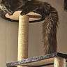cat, cats, feline, fluffy, long_hair, gray, brown, animal, pet, scratching_post, cat_tree, platform, indoors, home, wall, tail, whiskers, ears, climbing, playful