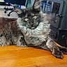Boo participe au concours pour gagner de l'argent avec cette photo : cat, maine_coon, longhaired, fluffy, gray_fur, brown_fur, green_eyes, yellow_eyes, ear_tufts, whiskers, large_paws, animal, pet, feline, lounging, indoors, wooden_table, office, portrait, closeup