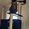 Boo participe au concours pour gagner de l'argent avec cette photo : cat, black_cat, fluffy, longhaired, kitten, animal, pet, cat_tree, scratching_post, indoor, portrait, sitting, perched, yellow_eyes, curious, window, sunlight, home, furniture, playful