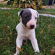Athena participe au concours pour gagner de l'argent avec cette photo : puppy, dog, grass, outdoor, cute, animal, pet, young, nature, greenery, portrait, lying_down, curious, small, fur, black_and_white, eyes, nose, ears, garden