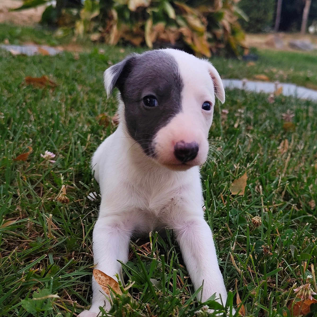 Athena participe au concours pour gagner de l'argent avec cette photo : animal, black_and_white, curious, cute, dog, ears, eyes, fur, garden, grass, greenery, lying_down, nature, nose, outdoor, pet, portrait, puppy, small, young