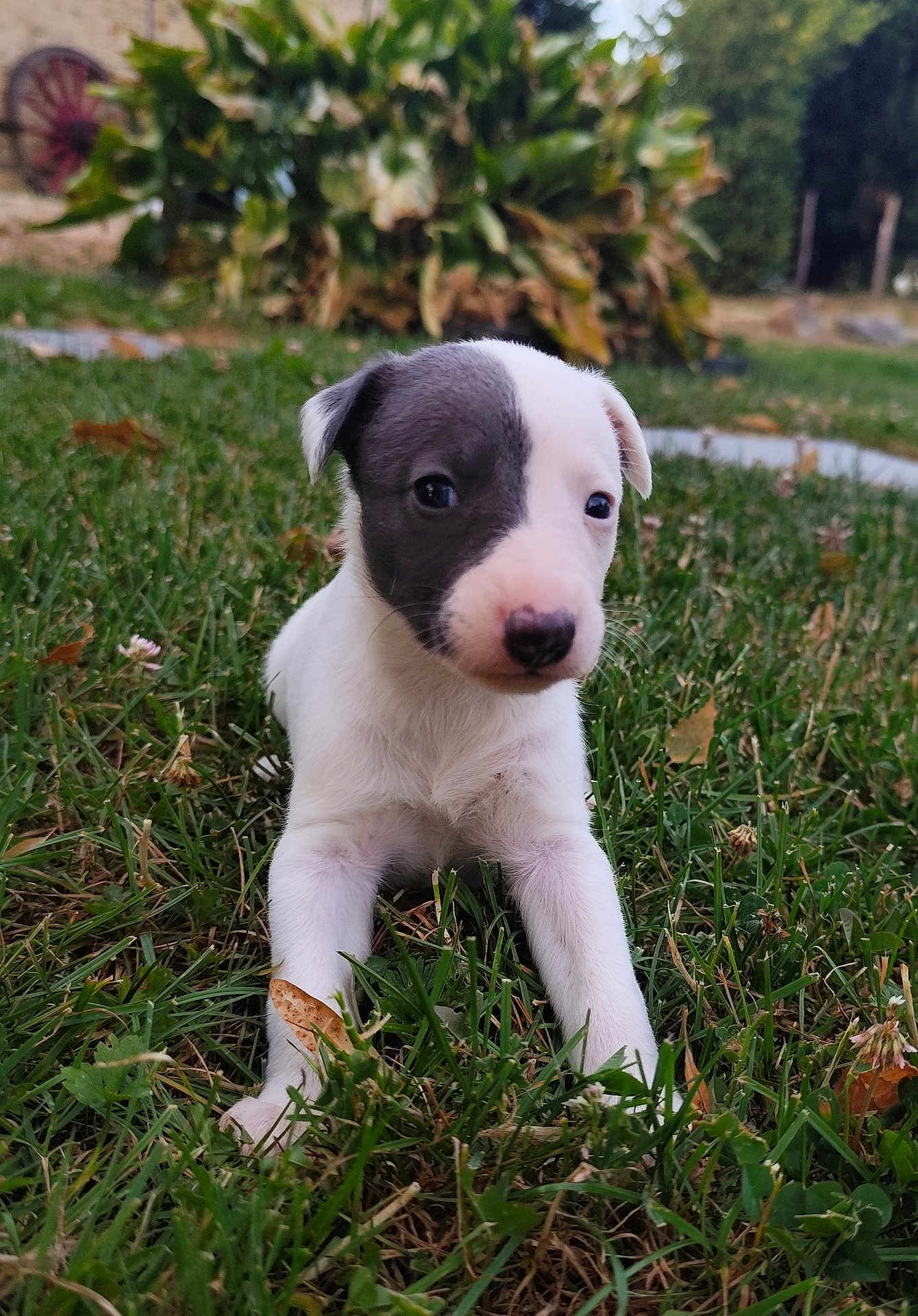 Athena participe au concours pour gagner de l'argent avec cette photo : puppy, dog, grass, outdoor, cute, animal, pet, young, nature, greenery, portrait, lying_down, curious, small, fur, black_and_white, eyes, nose, ears, garden