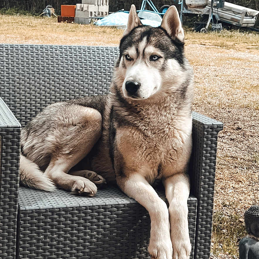 Caramel participe au concours pour gagner de l'argent avec cette photo : animal, buddha, calm, chair, cigarette_butt, daylight, dog, equipment, grass, husky, nature, outdoor, pet, relaxed, resting, statue, table, trees, woven_furniture, yard