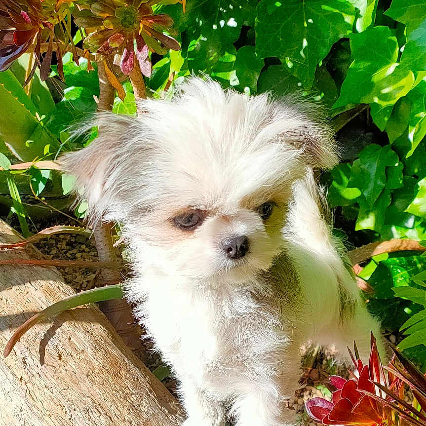 Ruby participe au concours pour gagner de l'argent avec cette photo : puppy, dog, white_fur, small_dog, log, green_leaves, succulents, outdoor, sunlight, plant, nature, pet, cute, fur, animal, leafy_background, young_dog, close_up, daylight, garden