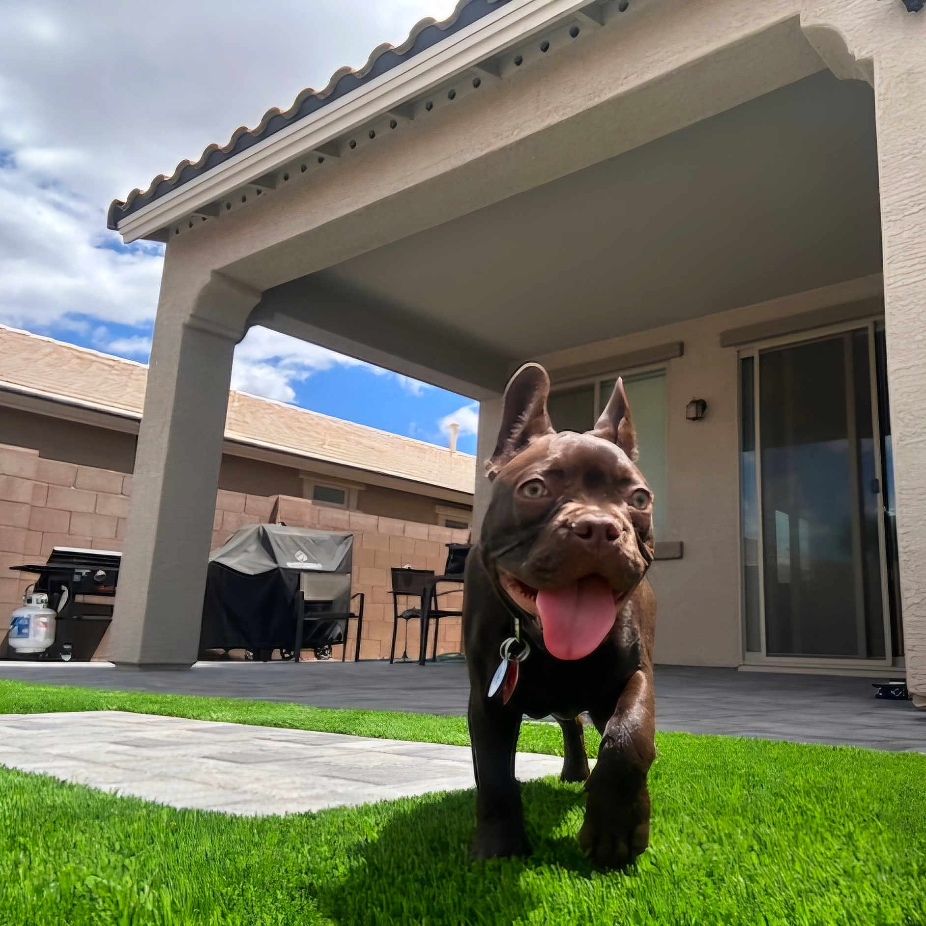 Enzo is registered to the contest to win money with this photo: animal, architecture, backyard, building, bulldog, canine, chair, dog, frenchbulldog, furniture, grass, housing, lawn, nature, outdoors, pet, plant, puppy, shelter, yard