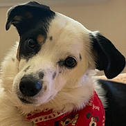 Lola joined the competition — help win amazing prizes! dog, close_up, portrait, bandana, red_bandana, black_and_white, pet, indoor, window_light, curious, head_tilt, animal, cute, fur, ears, face, spot, nose, whiskers, soft_light