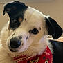 dog, close_up, portrait, bandana, red_bandana, black_and_white, pet, indoor, window_light, curious, head_tilt, animal, cute, fur, ears, face, spot, nose, whiskers, soft_light