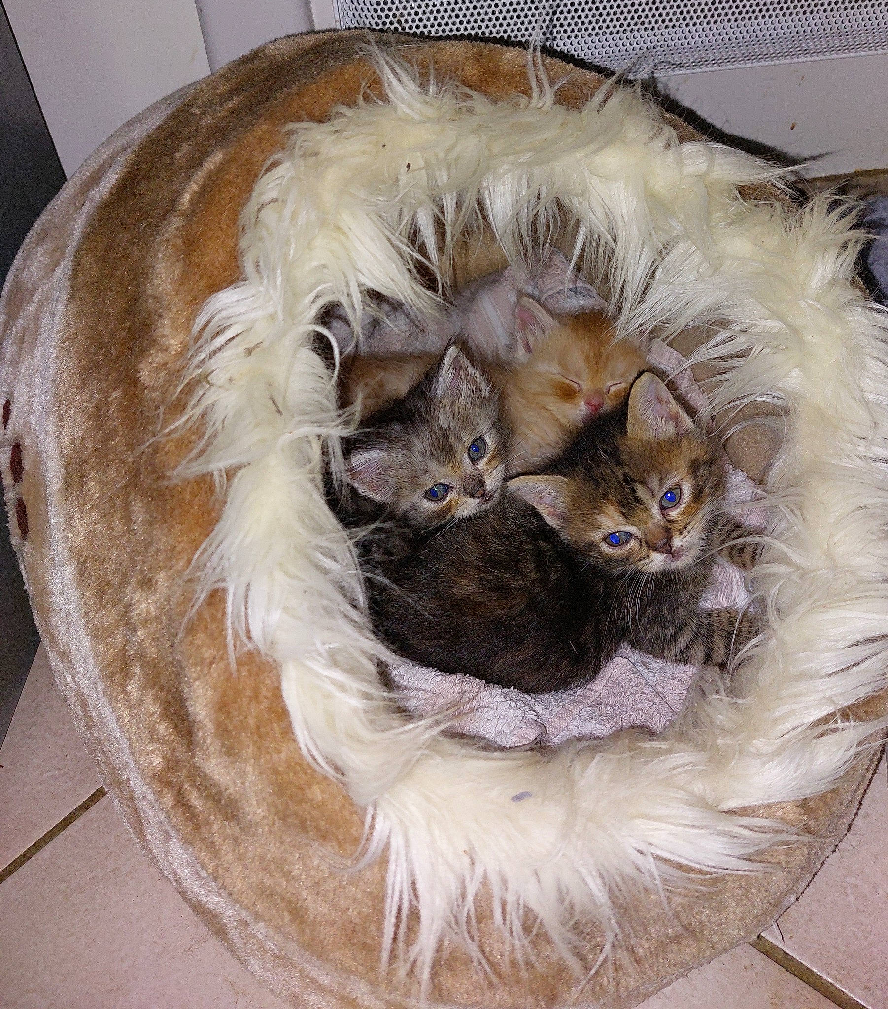 Caramel participe au concours pour gagner de l'argent avec cette photo : art, carnivore, cat, cat_bed, cat_supply, circle, comfort, fashion_accessory, fawn, felidae, fur, hat, small_to_medium_sized_cats, tail, terrestrial_animal, vegetable, whiskers