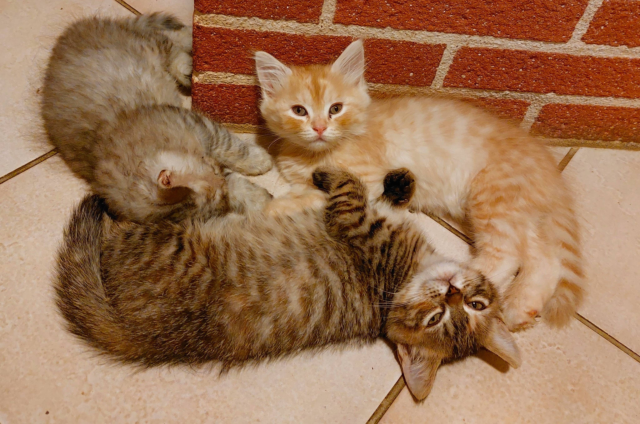 Caramel a rejoint le concours — aidez-le/la à gagner de superbes lots ! carnivore, cat, cat_bed, cat_furniture, cat_toy, claw, comfort, domestic_short_haired_cat, fawn, felidae, foot, fur, mammal, paw, small_to_medium_sized_cats, snout, tail, vertebrate, whiskers, wood