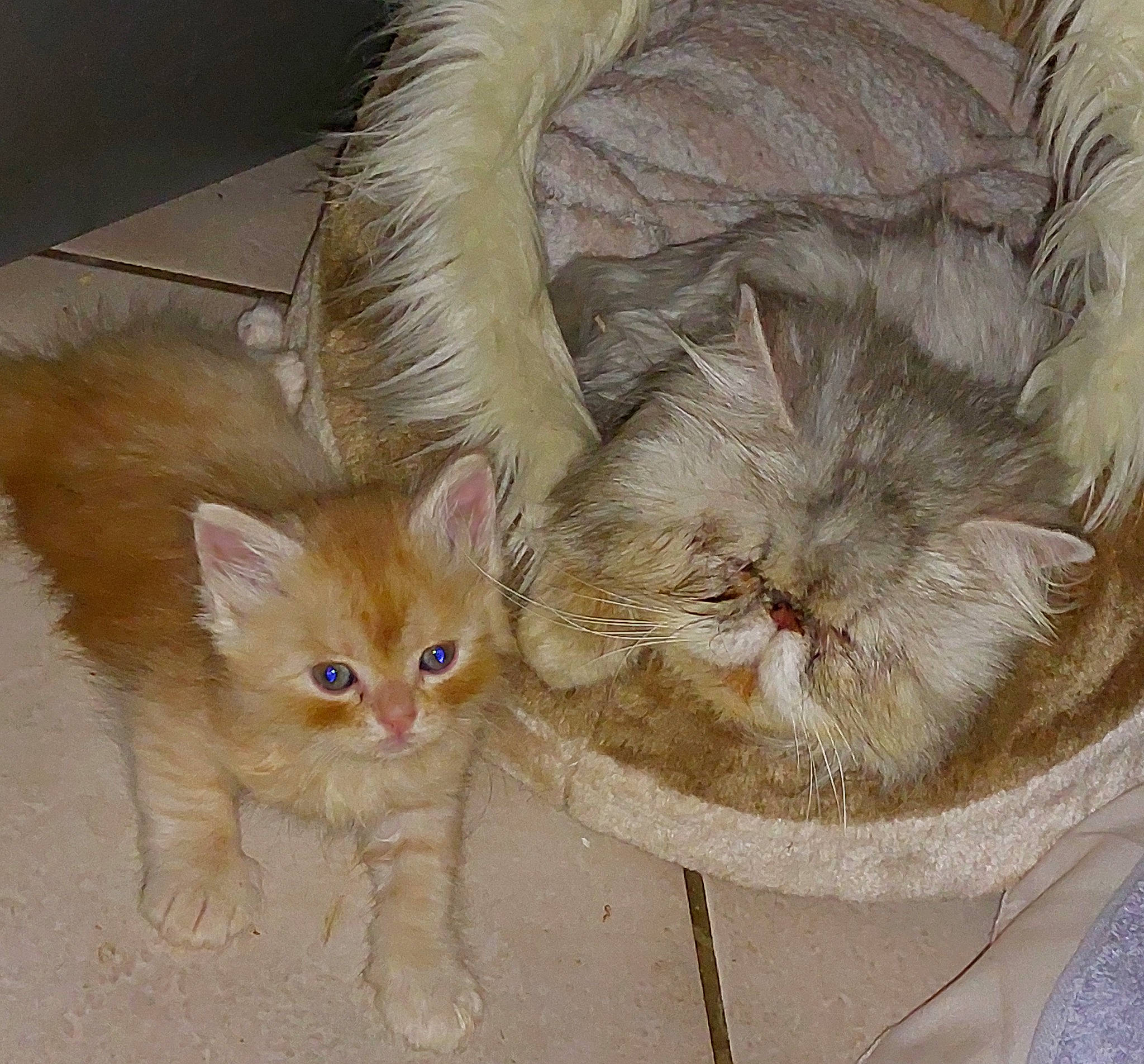 Caramel participe au concours pour gagner de l'argent avec cette photo : carnivore, cat, cat_bed, cat_supply, claw, comfort, domestic_short_haired_cat, fawn, felidae, fur, paw, small_to_medium_sized_cats, snout, tail, terrestrial_animal, whiskers