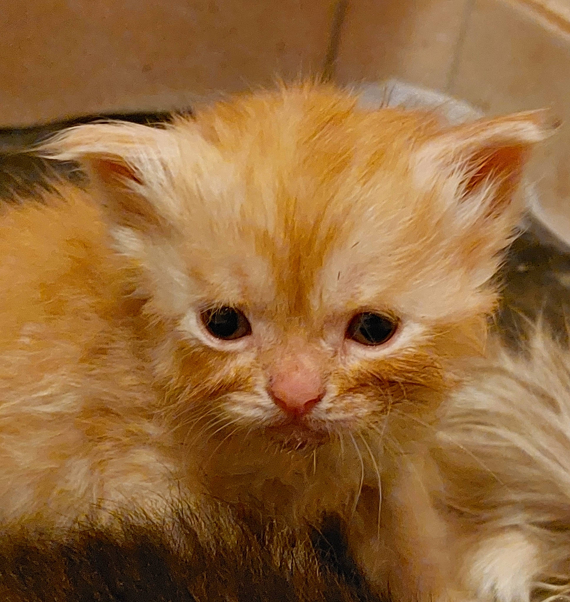 Caramel participe au concours pour gagner de l'argent avec cette photo : british_longhair, carnivore, cat, eye, fawn, felidae, fur, iris, small_to_medium_sized_cats, snout, whiskers