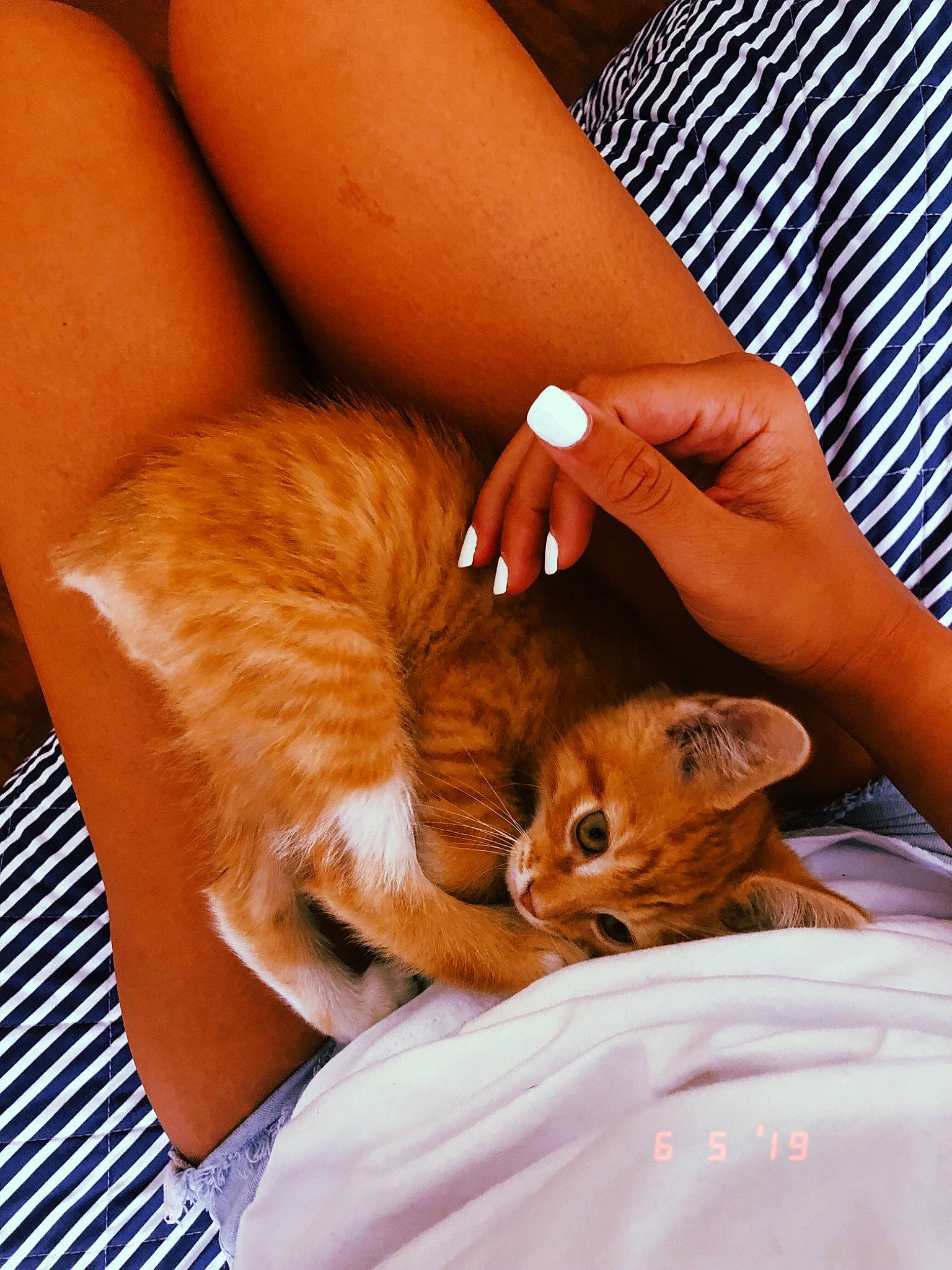 Juice is registered to the contest to win money with this photo: canidae, carnivore, cat, comfort, companion_dog, ear, fawn, felidae, finger, fur, gesture, human_leg, lap, nail, paw, small_to_medium_sized_cats, snout, textile, thigh, whiskers