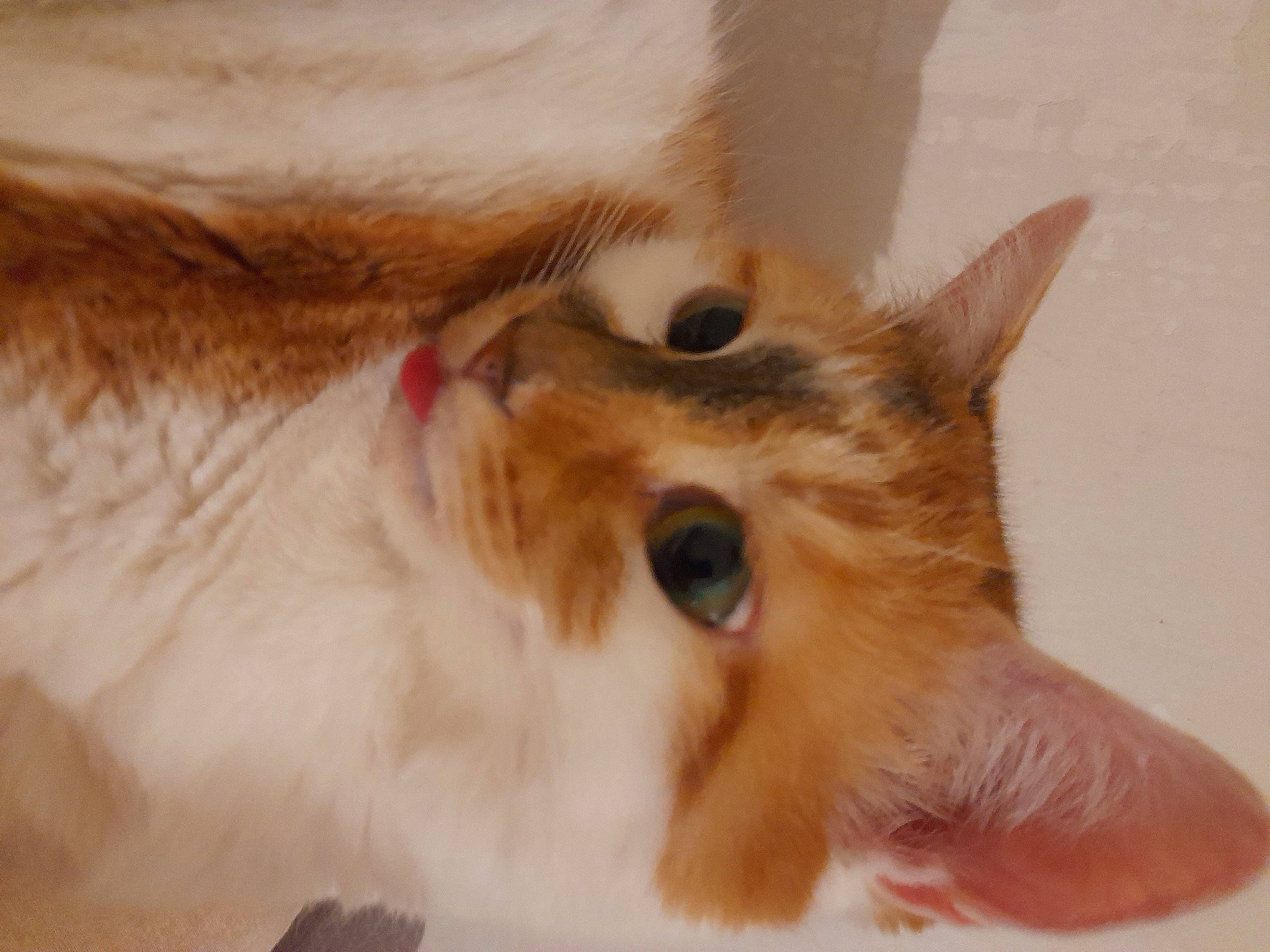 Louna participe au concours pour gagner de l'argent avec cette photo : carnivore, cat, claw, domestic_short_haired_cat, ear, eyelash, fawn, felidae, fur, gesture, paw, small_to_medium_sized_cats, whiskers, window