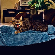 Cosme is registered to the contest to win money with this photo: cat, tabby, indoor, towel, furniture, plant, chair, desk, printer, mouth_open, yawning, blurred_background, domestic, pet, striped, fur, relaxed, animal, home, cozy