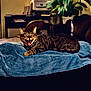 cat, tabby, indoor, towel, furniture, plant, chair, desk, printer, mouth_open, yawning, blurred_background, domestic, pet, striped, fur, relaxed, animal, home, cozy