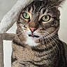 animal, cat, cat_tree, close_up, curious, cute, domestic_animal, feline, fluffy, fur, green_eyes, indoor, pet, playful, portrait, soft_texture, tabby, tongue_out, whiskers, young_cat