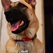 Delta is registered to the contest to win money with this photo: animal, canine, closeup, collar, companion, cute, dog, domestic_animal, ears, friendly, fur, german_shepherd, happy, indoor, mammal, pet, portrait, smiling, tag, tongue