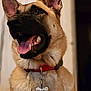 animal, canine, closeup, collar, companion, cute, dog, domestic_animal, ears, friendly, fur, german_shepherd, happy, indoor, mammal, pet, portrait, smiling, tag, tongue