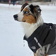 Vaiana a rejoint le concours — aidez-le/la à gagner de superbes lots ! dog, snow, winter, coat, blue_eyes, outdoor, portrait, animal, fur, cold, canine, nature, pet, black_coat, white_snow, side_view, focused, winter_clothing, snowflakes, background_blur