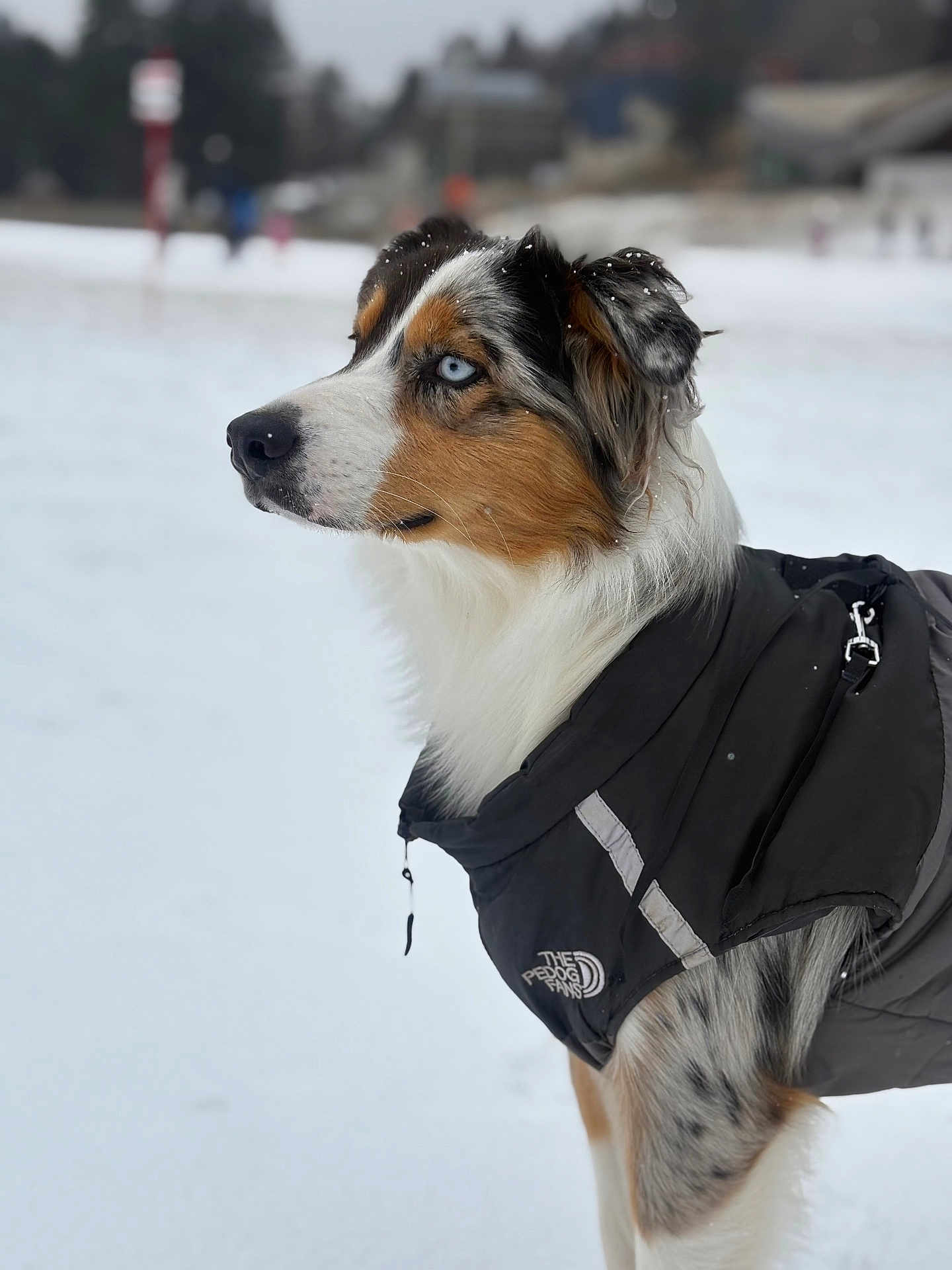 Vaiana a rejoint le concours — aidez-le/la à gagner de superbes lots ! dog, snow, winter, coat, blue_eyes, outdoor, portrait, animal, fur, cold, canine, nature, pet, black_coat, white_snow, side_view, focused, winter_clothing, snowflakes, background_blur