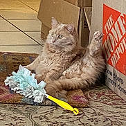 Luna joined the competition — help win amazing prizes! cat, fluffy, beige, indoor, cardboard_box, tile_floor, rug, toy, duster, raised_leg, relaxed, pet, animal, feline, sitting, curious, household, cozy, domestic, fur