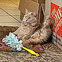 cat, fluffy, beige, indoor, cardboard_box, tile_floor, rug, toy, duster, raised_leg, relaxed, pet, animal, feline, sitting, curious, household, cozy, domestic, fur