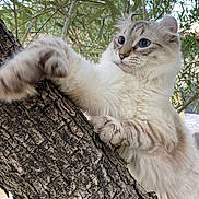 Peach participe au concours pour gagner de l'argent avec cette photo : cat, tree, paw, fur, blue_eyes, climbing, nature, outdoor, greenery, branch, curious, animal, mammal, pet, whiskers, closeup, texture, daylight, alert, wildlife