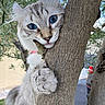 Peach a rejoint le concours — aidez-le/la à gagner de superbes lots ! cat, tree, blue_eyes, outdoor, nature, animal, fur, pet, climbing, playful, whiskers, close_up, curious, paw, trunk, greenery, daylight, cute, mammal, feline