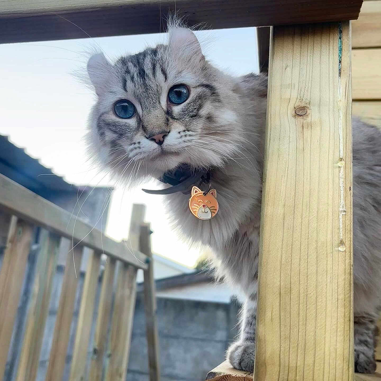 Peach a rejoint le concours — aidez-le/la à gagner de superbes lots ! cat, blue_eyes, fluffy_fur, collar, cat_tag, wooden_railing, outdoor, daylight, curious, pet, animal, feline, close_up, portrait, wood, natural_light, whiskers, ears, face, neck